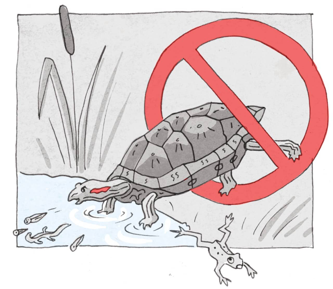 Die Illustration zeigt, wie eine Rotwangen-Schmuckschildkröte in ein Gewässer läuft.