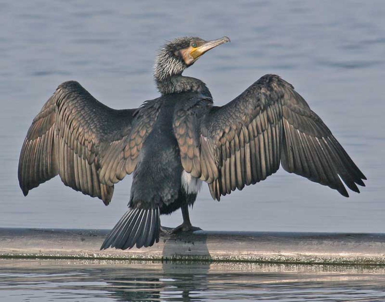 Ein Kormoran spannt, auf einem im Wasser schwimmenden Balken stehend, seine Flügel aus