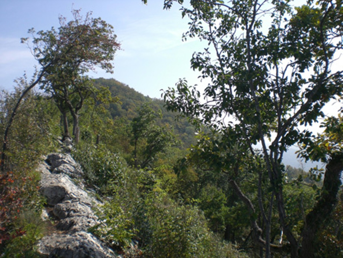 Naturwaldreservat Lägern