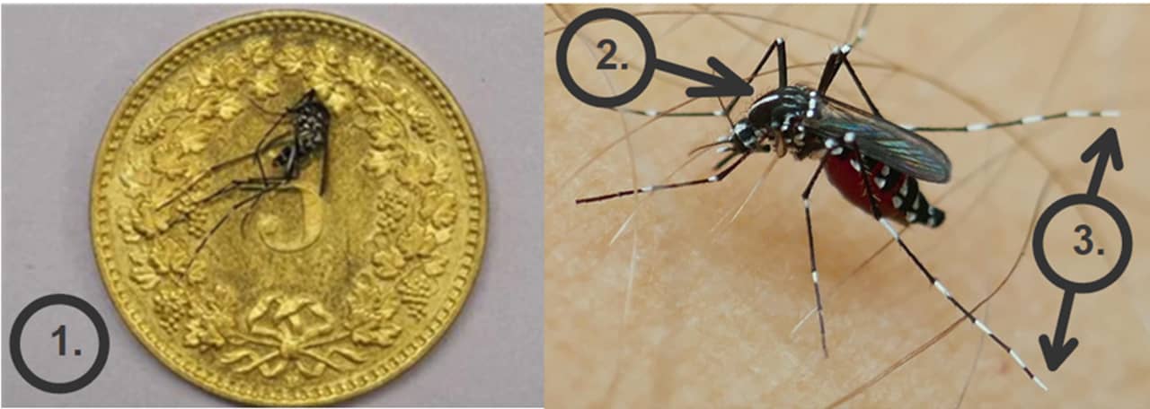 Das Bild zeigt die Tigermücke mit ihren drei wichtigsten Merkmale: Die Grösse (kleiner als eine 5 Rappen Münze), den markanten weissen Streifen auf dem schwarzen Rumpf und die weissen Beinenden
