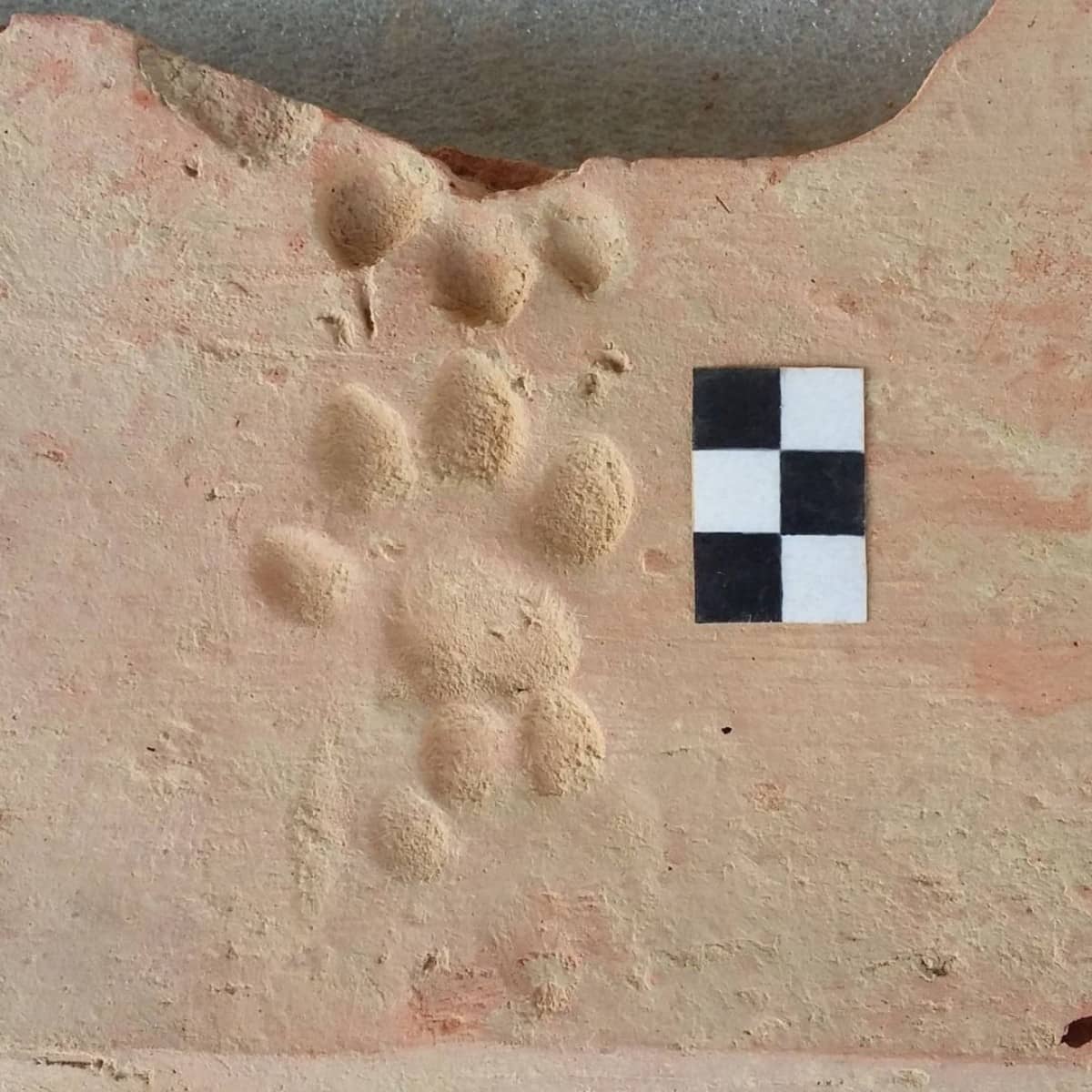 Streunende Hunde auf dem Ziegeleiareal: Verkleidungsziegel mit Pfotenabdruck. 