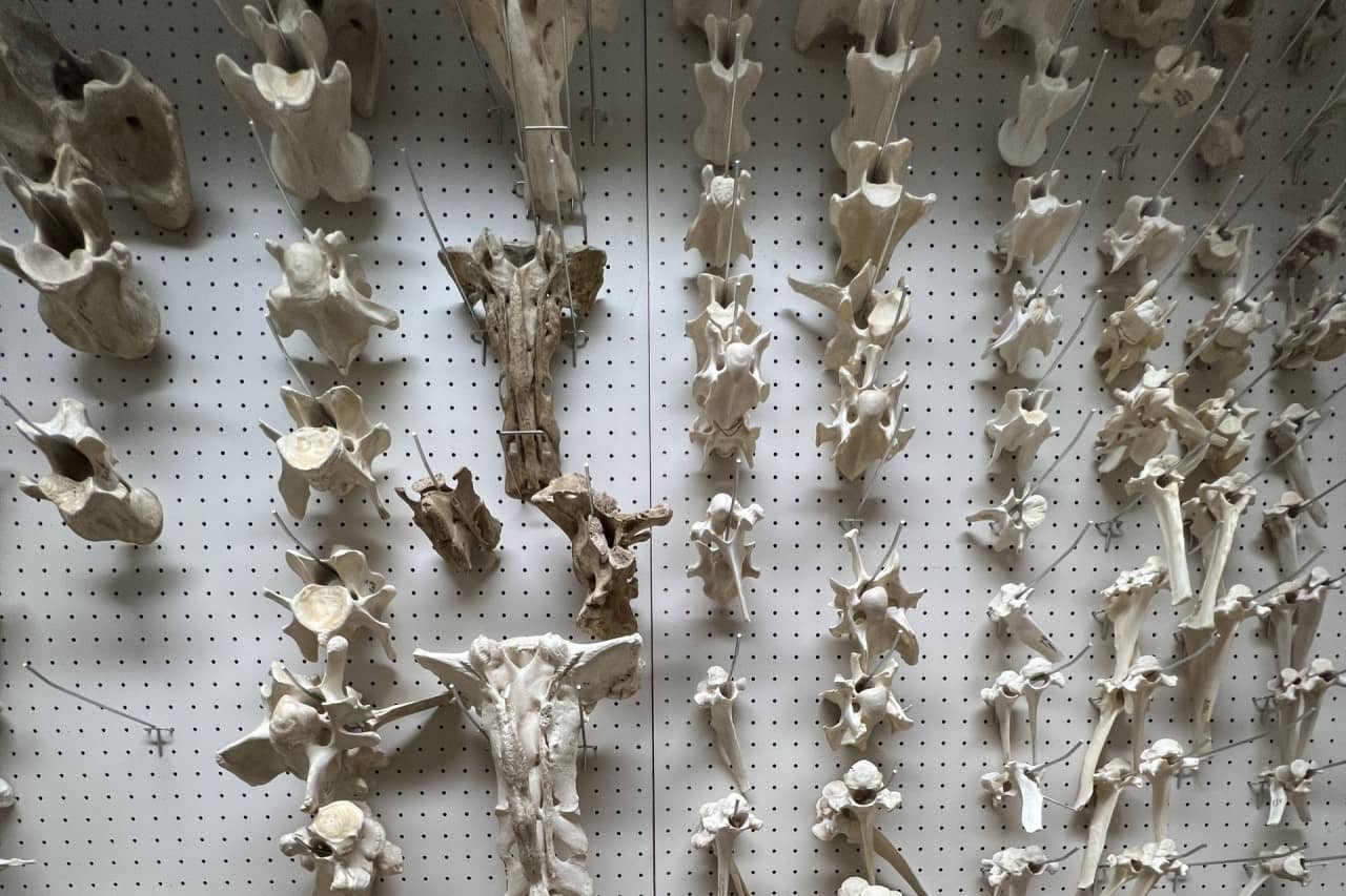 Eine Sammlung von Knochen an einer Wand aufgereiht.