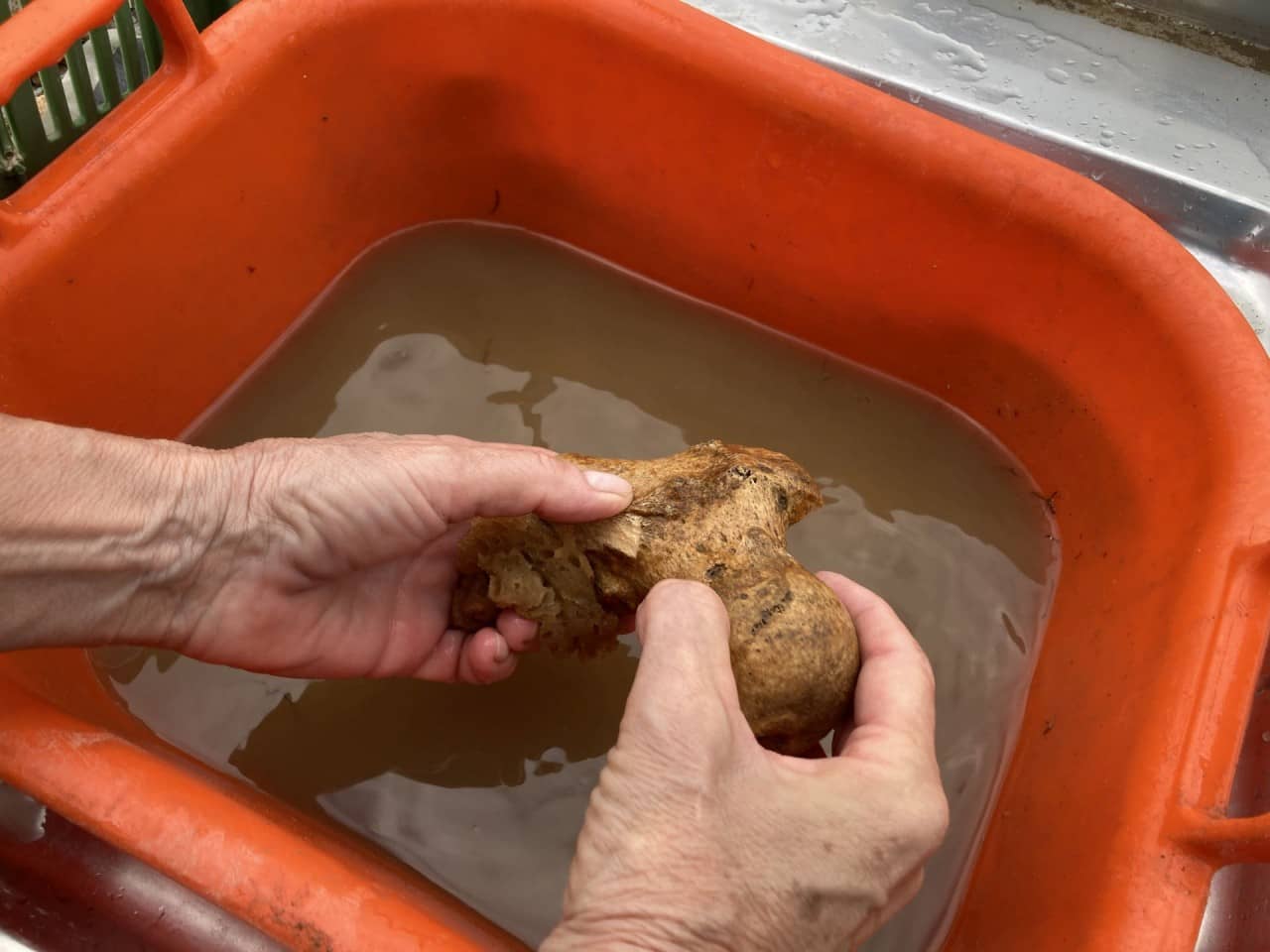 Blick auf zwei Häbde, die einen menschlichen Oberschenkelknochen waschen. 