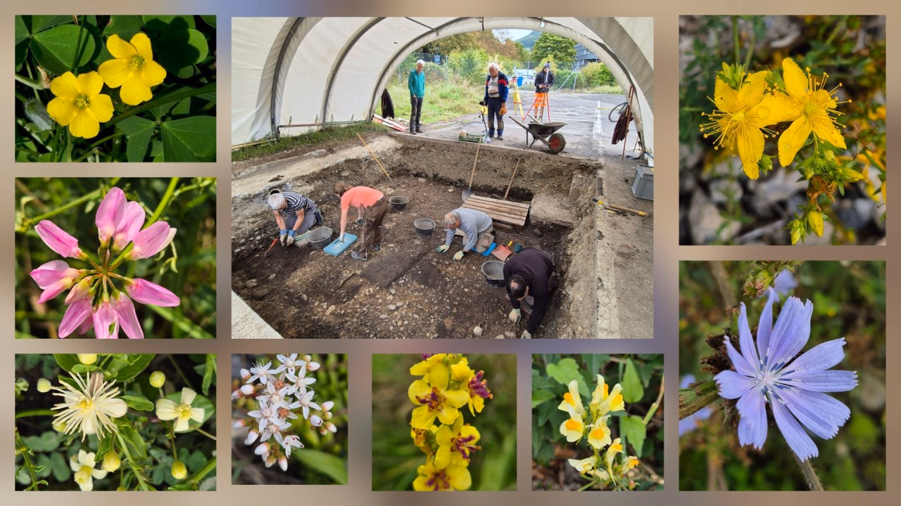 Bildcollage mit Blumen, die auf der Grabungsfläche des Feldkurses wachsen.