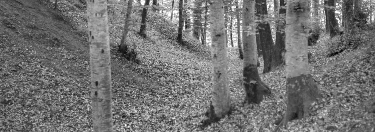 Blick auf den Wall in Besenbüren inmitten des Waldes.