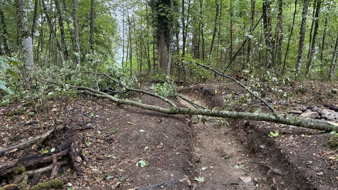 Gefällter Baum mit Astwerk liegt quer über einem schmalen Graben in einem Wald mit dichtem Baumbestand.