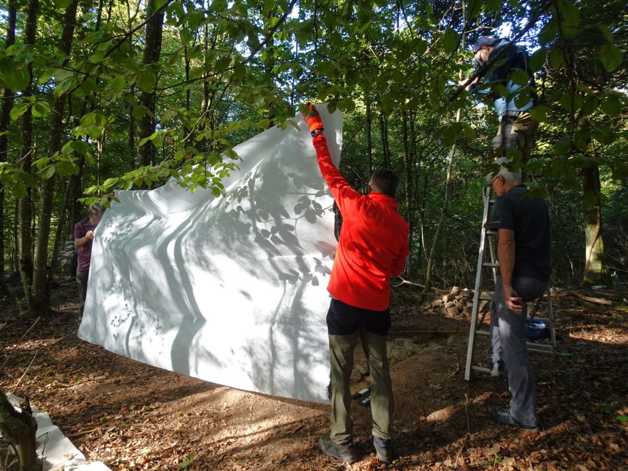 Mehrere Personen halten im Wald ein grosses weisses Tuch aufrecht, um Schatten zu spenden. Eine Person steht dabei auf einer Leiter. Licht- und Schatteneffekte sind auf dem Tuch sichtbar.