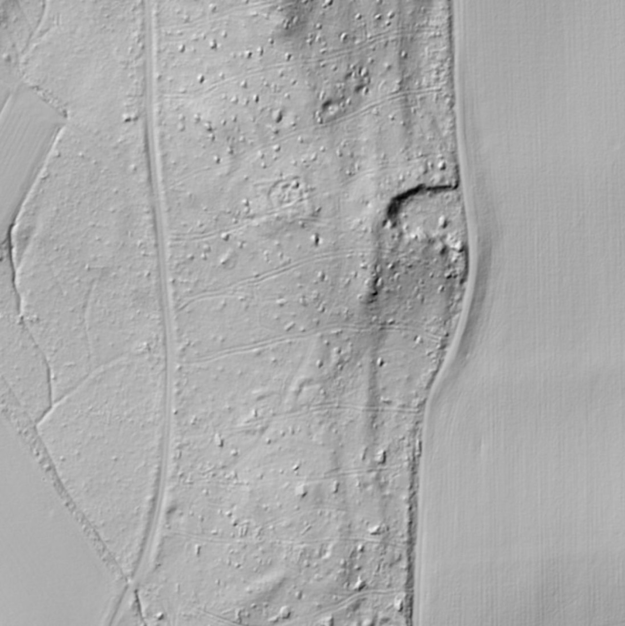 Laserscan der Bodenoberfläche im Wohler Häslerhau in Grauschattierungen.