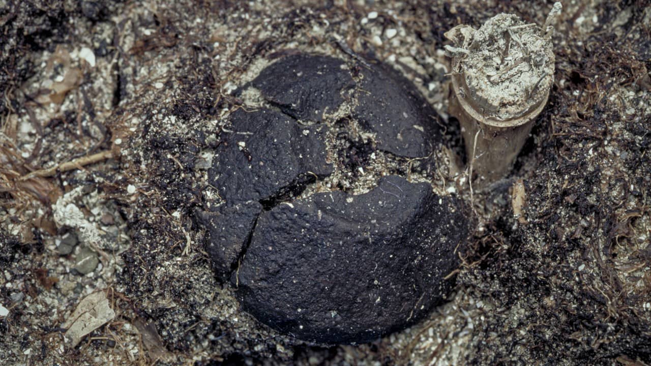 Ein schwarzer Spinnwirtel, der im Seegrund eingebettet liegt. 