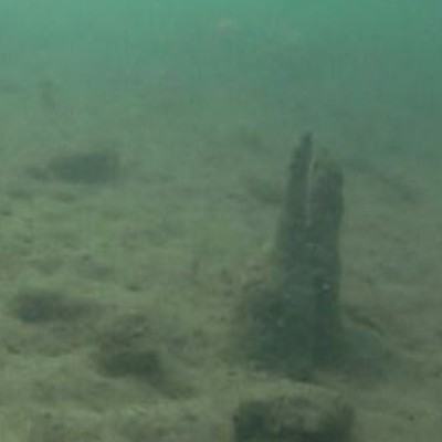 Unterwasseraufnahme von Pfählen der Pfahlbaufundstelle Beinwil-Ägelmoos am Seegrund.