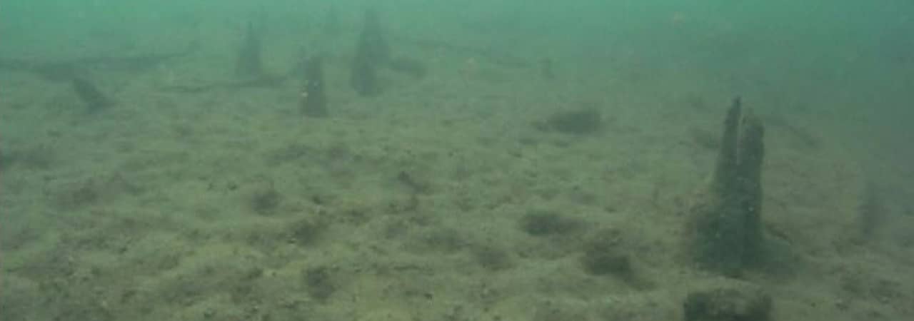 Unterwasseraufnahme von Pfählen der Pfahlbaufundstelle Beinwil-Ägelmoos am Seegrund.