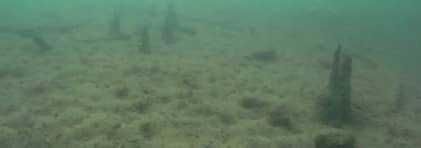 Unterwasseraufnahme von Pfählen der Pfahlbaufundstelle Beinwil-Ägelmoos am Seegrund.