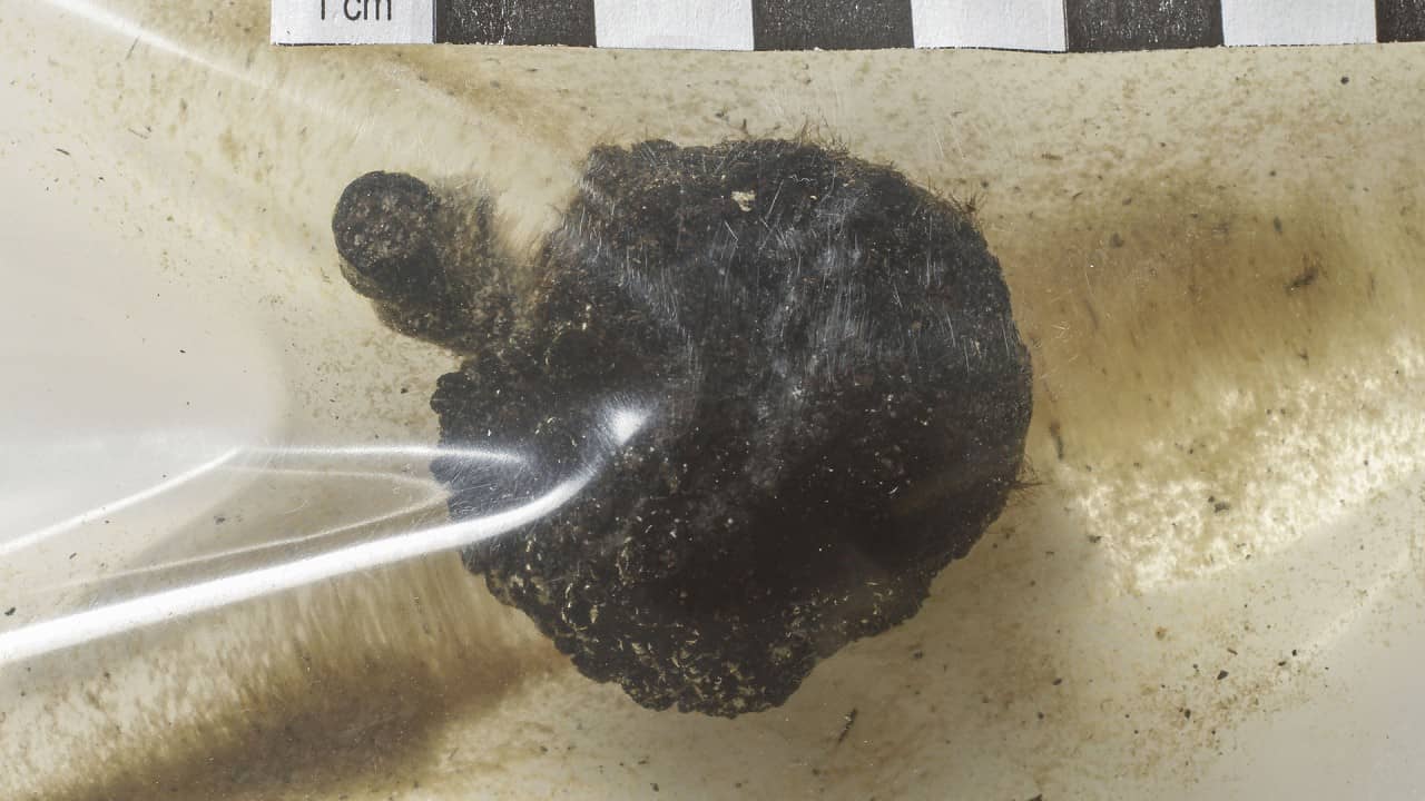 Ein kleiner schwarz verfärbter Apfel, eingeschweisst in einen Plastikbeutel, der mit Wasser gefüllt ist.