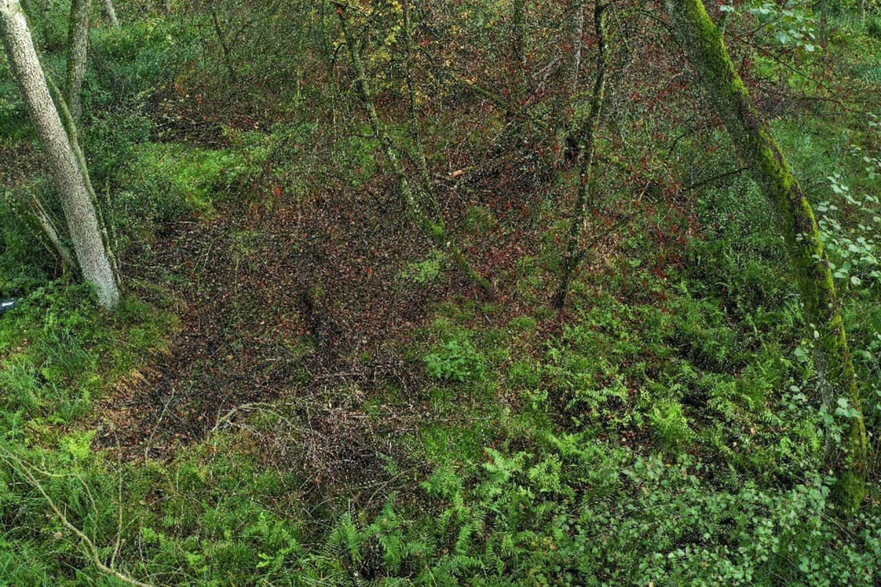 Unbewachsener Erdboden im Wald.