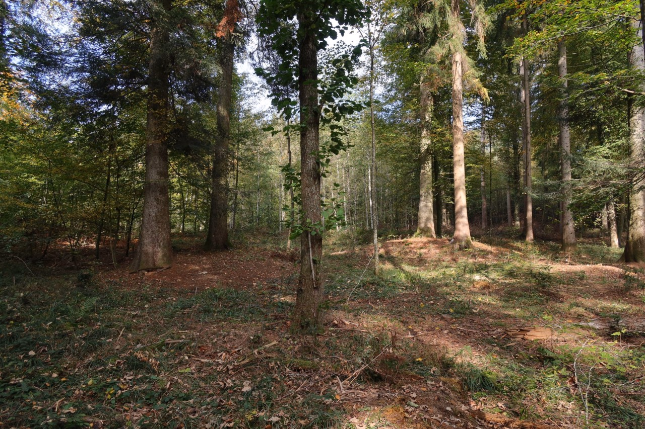 Grabhügelfeld mit dicht stehenden Bäumen und Sträuchern.