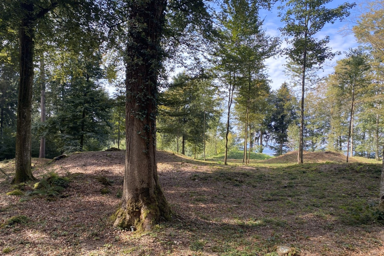 Grabhügel mit ausgelichtetem Wald, zwischen den Bäumen Wiese.