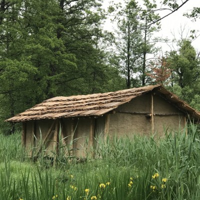 Das Pfahlbauhaus in Seengen inmitten von grünem Schilfgras.