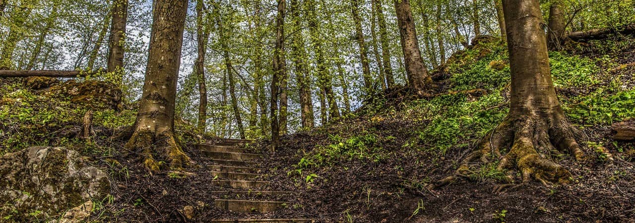 Blick auf eine Holztreppe inmitten von Bäumen.