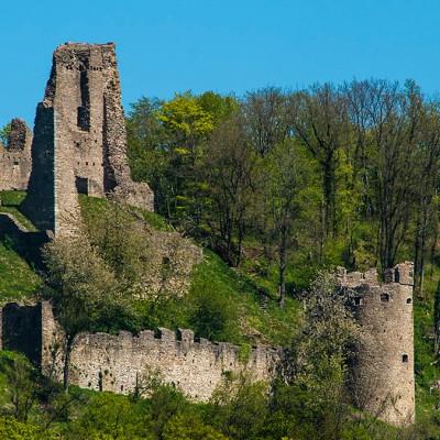 Die Burgruine Schenkenberg inmitten von Wald.