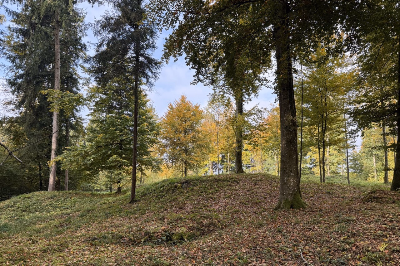 Grabhügel mit einzelnen Bäumen, dazwischen Wiese.