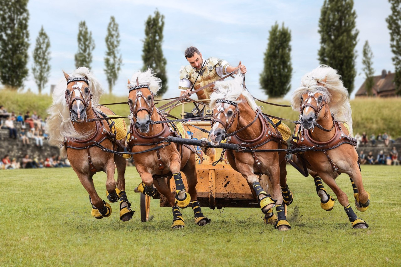 Römischer Streitwagen von vier Haflingern in wildem Galopp gezogen.
