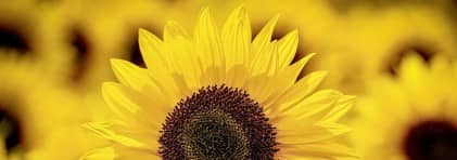 Symbolbild mit einer Sonnenblume