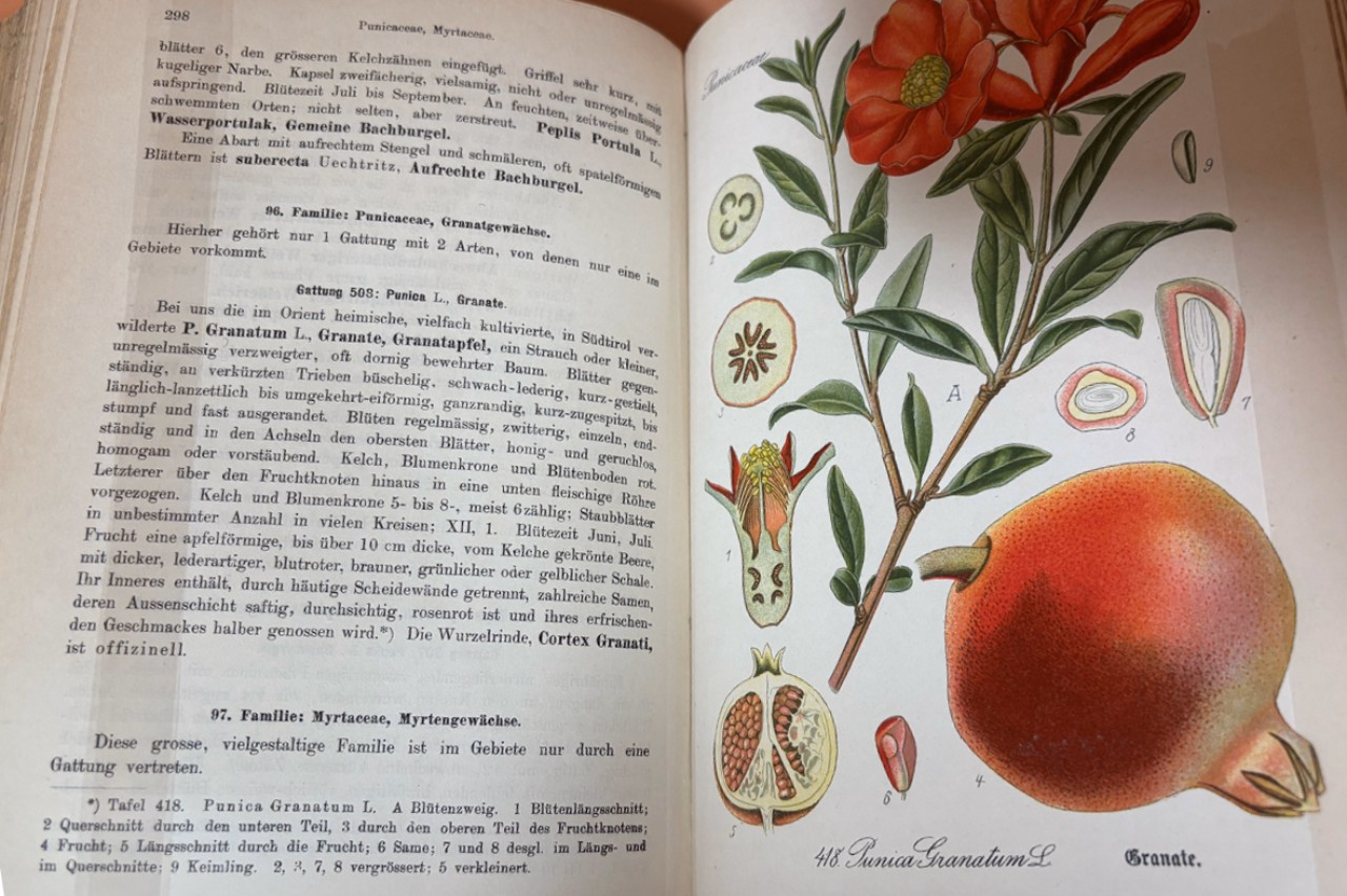Illustration von einer Blume und einem Granatapfel in einem alten Naturbuch.