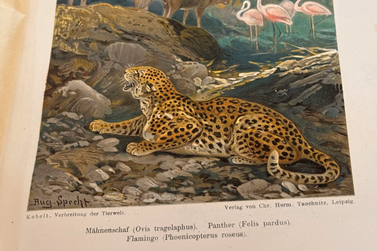 Farbige Illustration eines Leoparden in einem alten Buch.