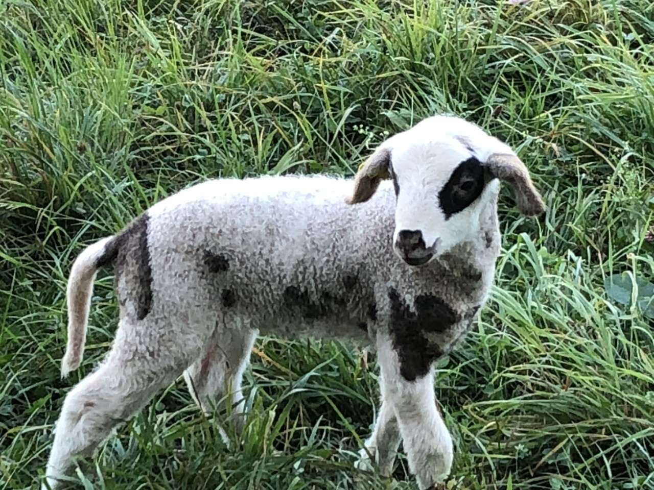 Ein junges, grau-weiss geflecktes Lamm steht im grünen Gras und blickt leicht zur Seite.