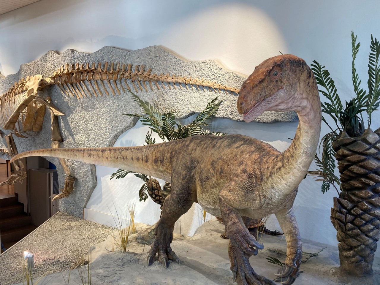 Dinosauriermodell und Skelett sind in einer Museumslandschaft mit Felsen und Pflanzen ausgestellt.