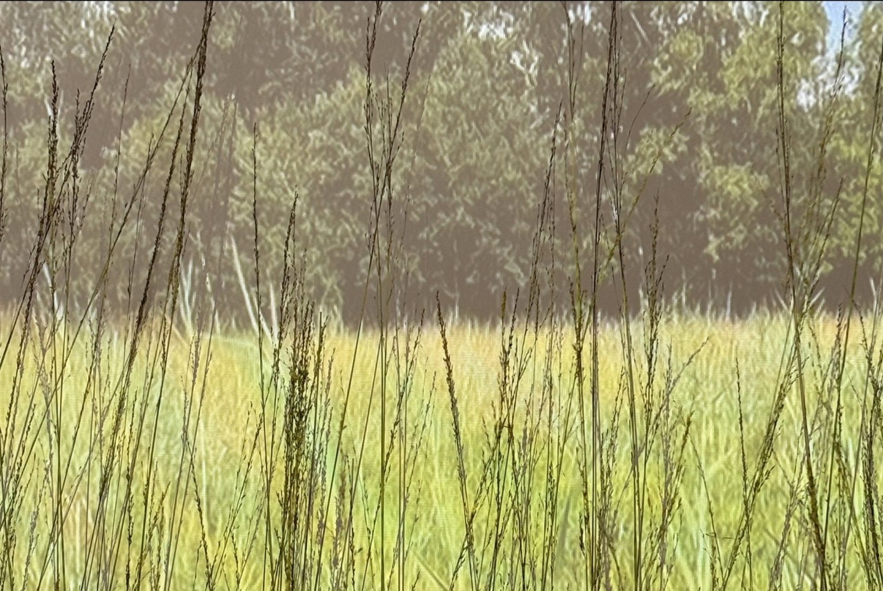 Eine Wiese im Vordergrund, ein Wald im Hintergrund