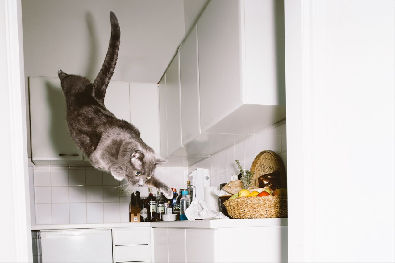 Graue Katze springt in einer weißen Küche nahe einem Vorratskorb mit Obst und Gemüse.