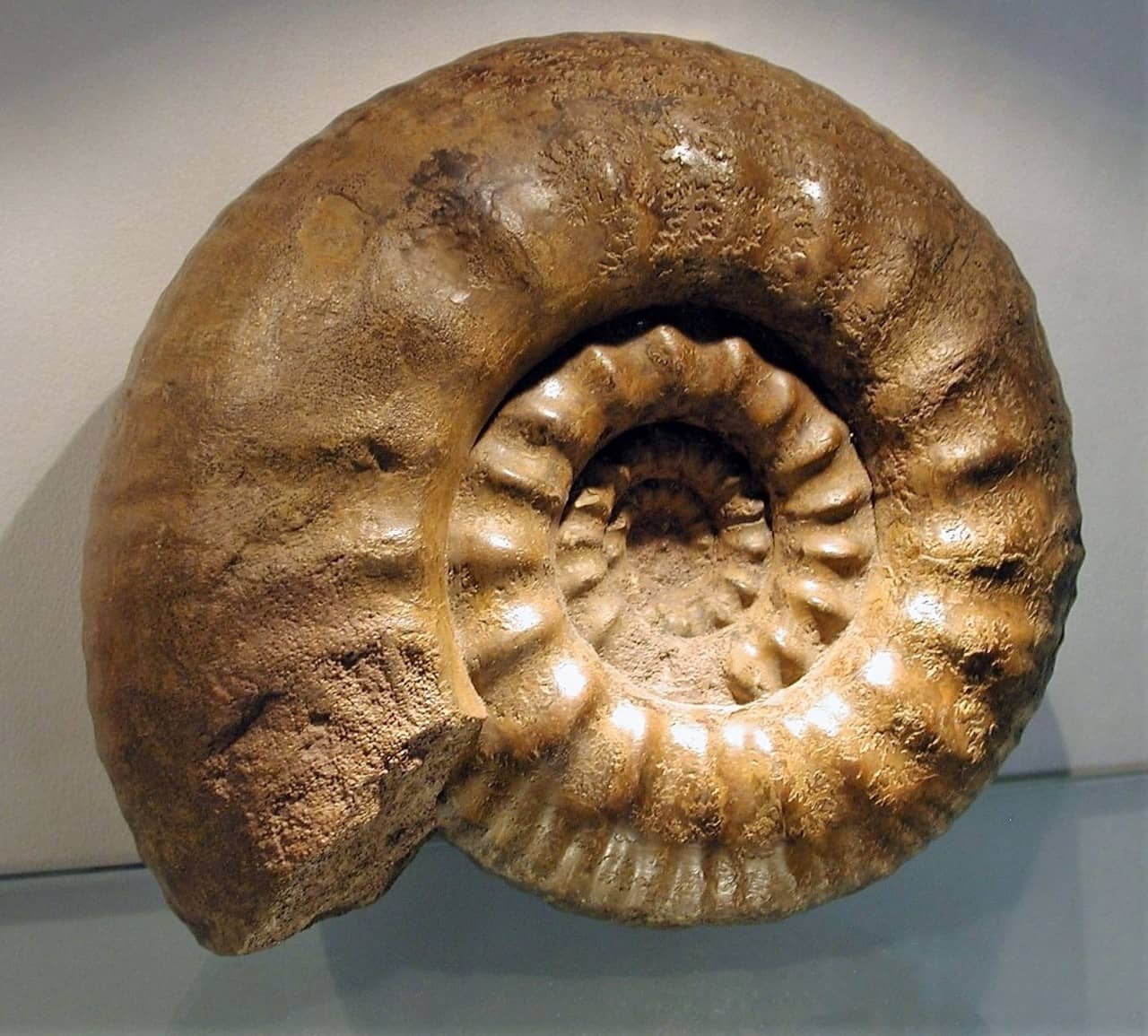 Bild eines Ammonits