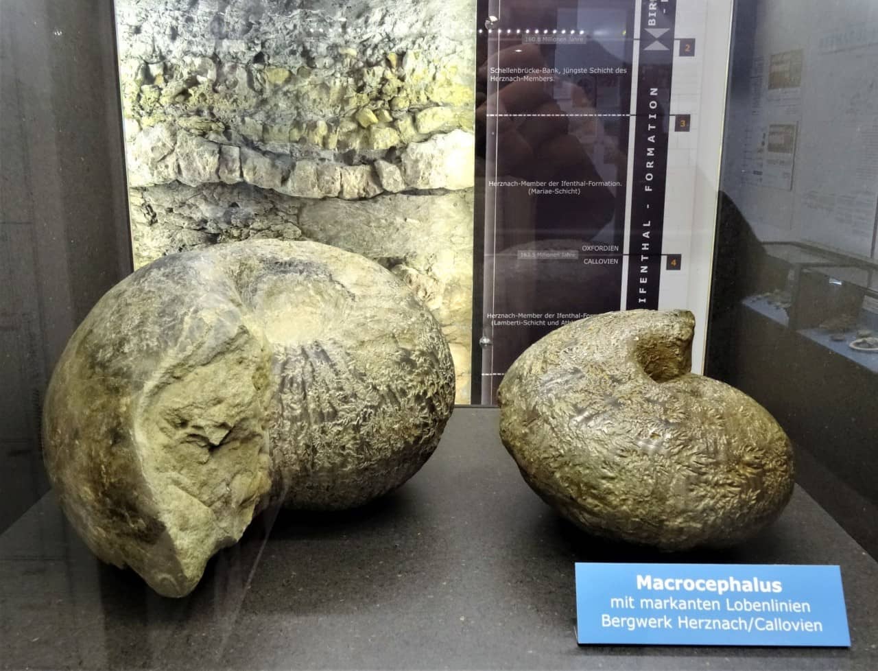 Bild von zwei Ammoniten in einem Schaukasten