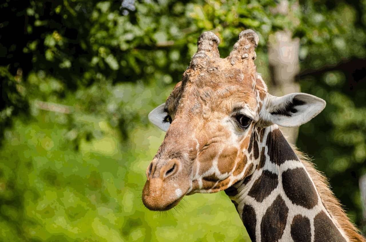 Eine Giraffe steht vor einem verschwommenen grünen Hintergrund.