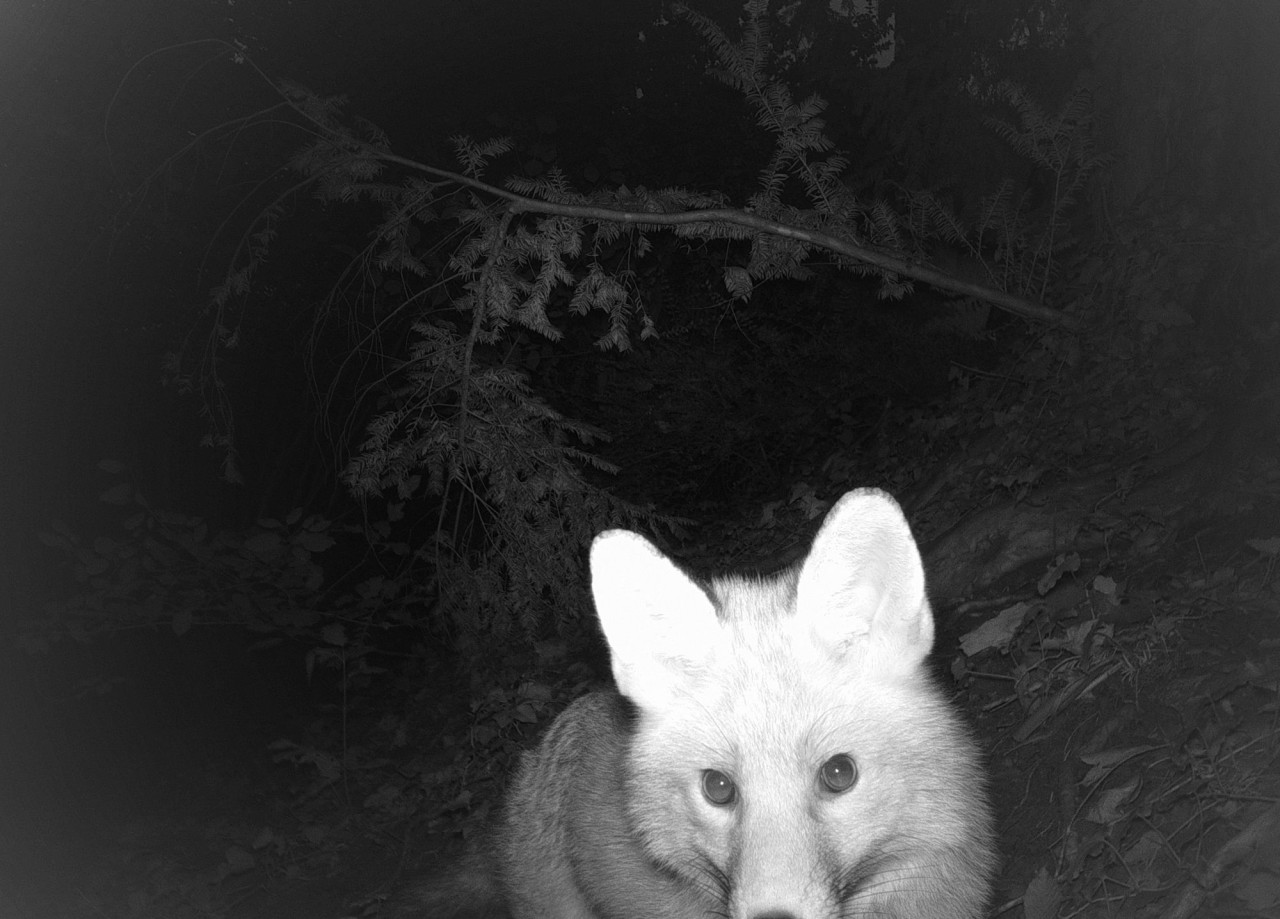 Nachtaufnahme in schwarzweiss mit einem Fuchs und Bäumen im Hintergrund. Der Fuchs läuft auf die Kamera zu und ist vom unteren Bildrand angeschnitten.