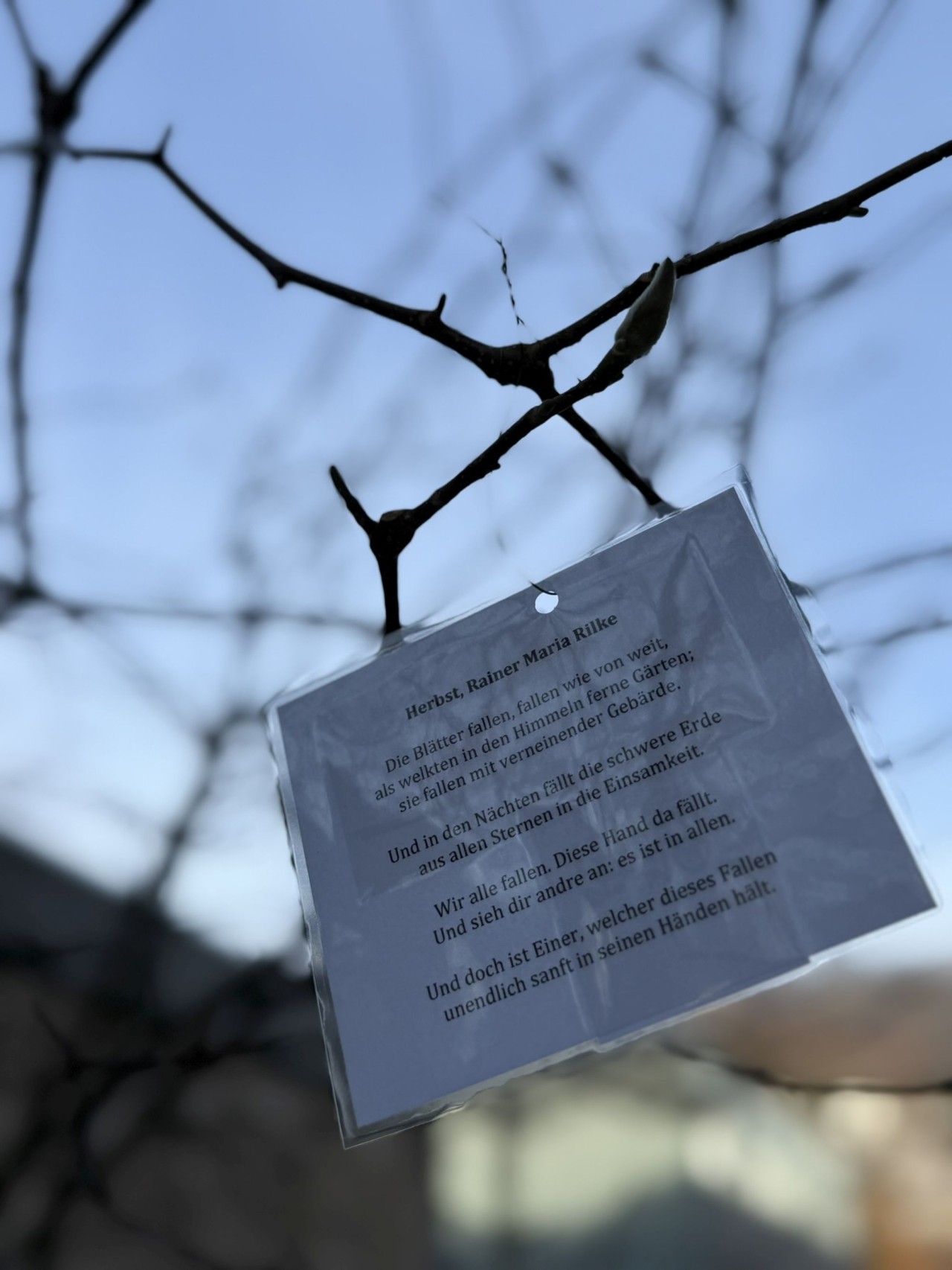 Ein laminiertes Gedicht hängt an einem dünnen Zweig vor einem klaren blauen Himmel. Der Text ist teilweise lesbar und stammt von Rainer Maria Rilke. Im Hintergrund sind verschwommene Gebäude erkennbar.