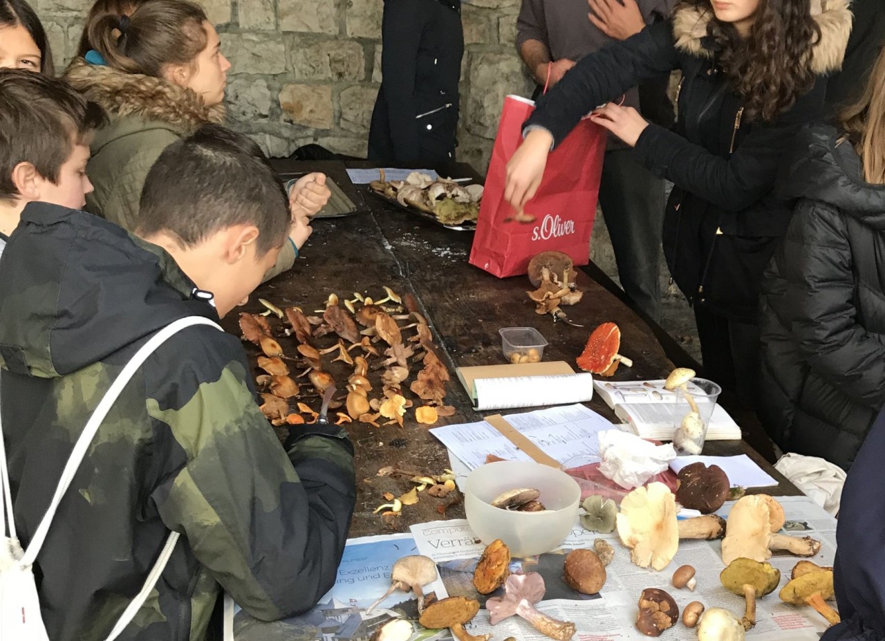 Schülerinnen und Schüler an einem Tisch mit gesammelten Pilzen.