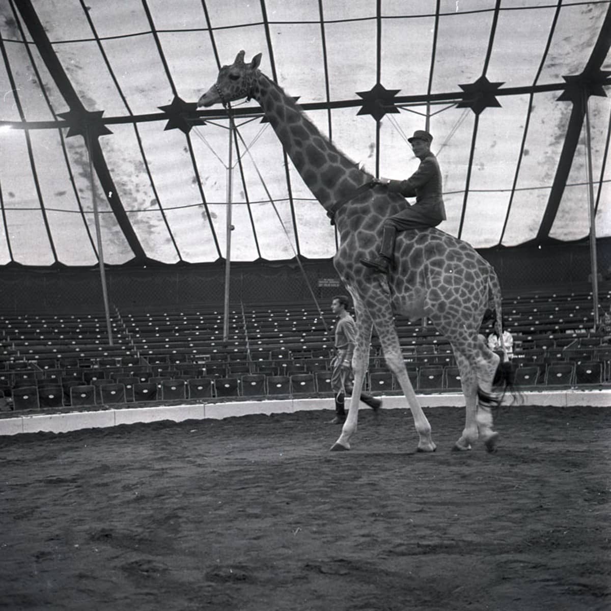 Mann reitet auf einer Giraffe