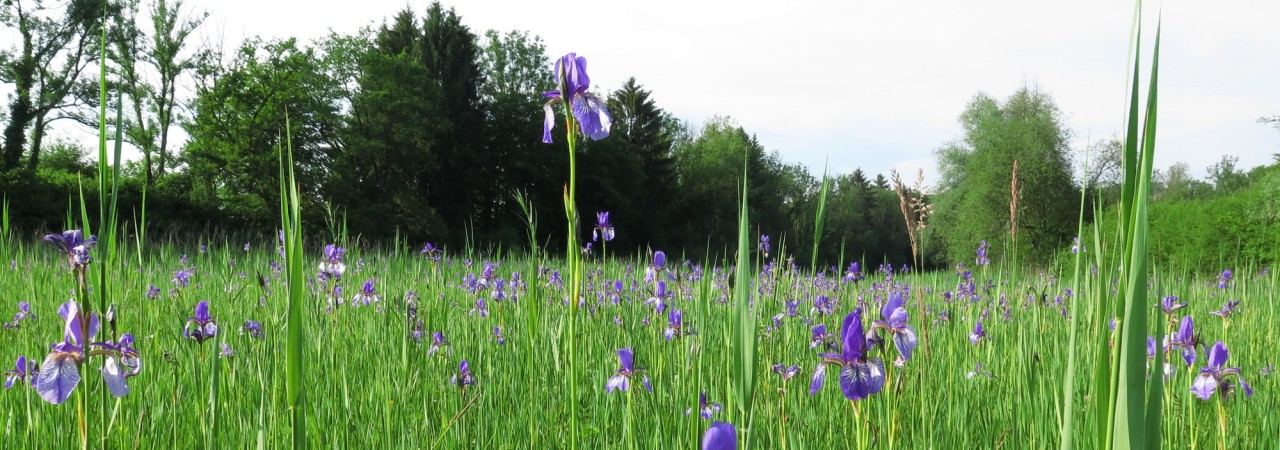 Blumenwiese mit violetten Blumen, im Hintergrund sind Bäume zu sehen und ein greller Himmel