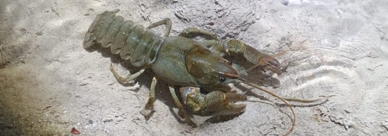 Dohlenkrebs im Wasser