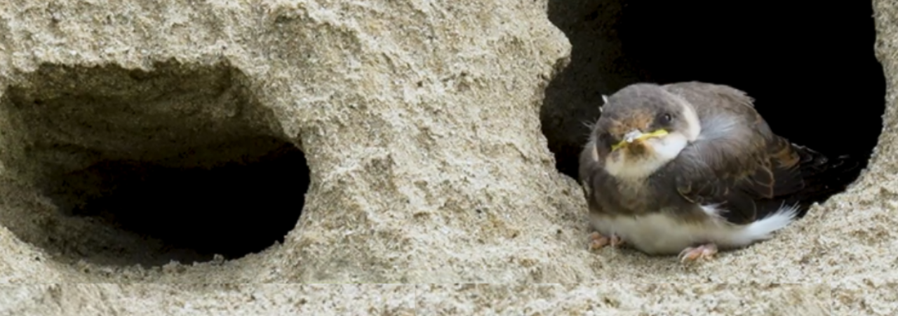 Sandwand mit Nistlöchern ist zu sehen. Eine Uferschwalbe schaut aus ihren Nistloch heraus. 