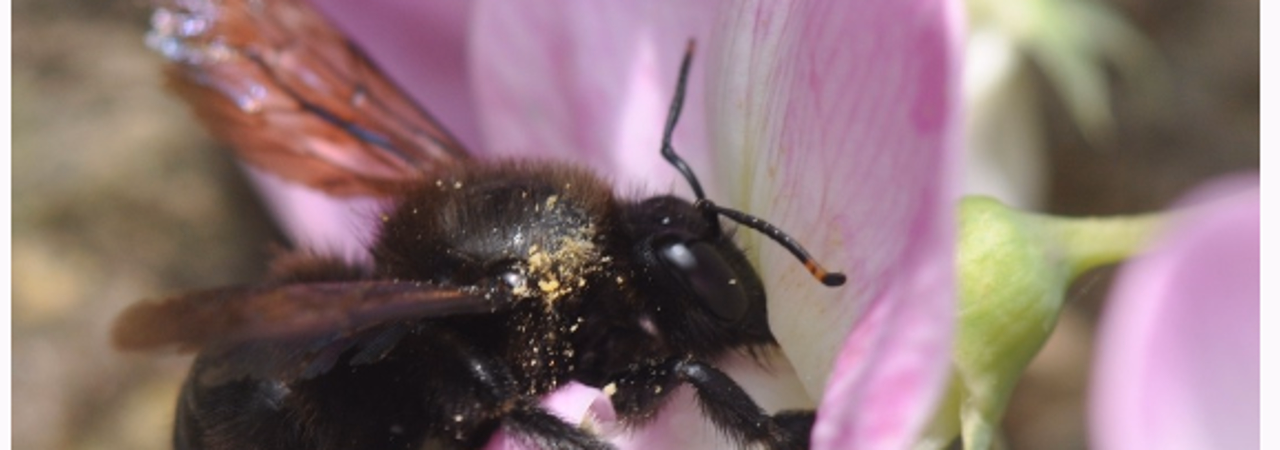 Wildbiene bestäubt rosarote Blüte