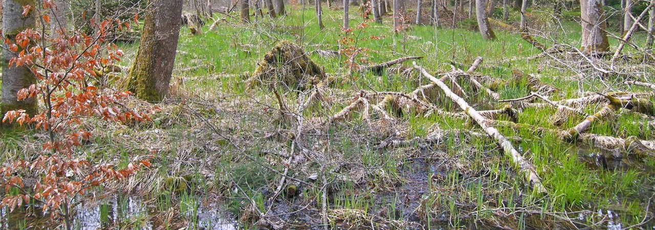 Foto von einem Wald, erisichtlich sind Baumstämme und der Boden ist feucht bzw. dort hat sich Wasser angesammelt. 