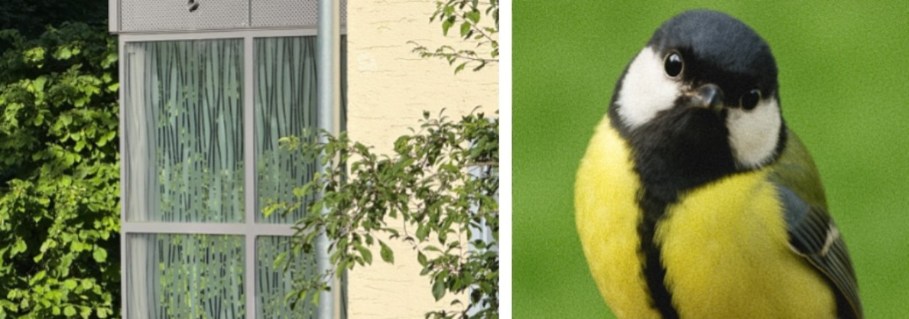 Auf der linken Seite sind Scheiben eines Hauses sichtbar und rechts, ein kleiner gelber Vogel mit leicht nach rechts gebeugtem Kopf. 