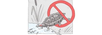 Illustration Verbot  Freisetzung von Aquariumtieren