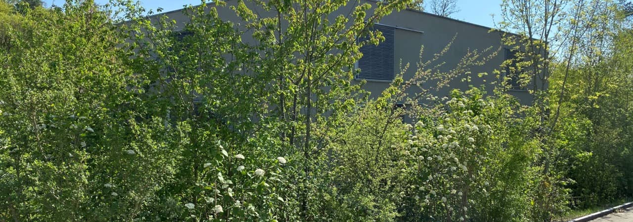 Wildhecke vor einem Haus an einer Quartierstrasse