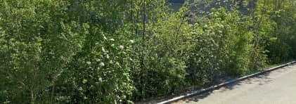 Wildhecke vor einem Haus an einer Quartierstrasse