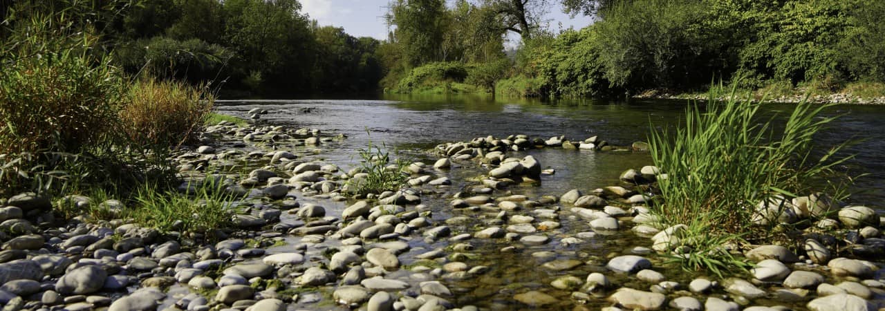 Flussaue mit Steinen und Schilf, man sieht Natur und Bäume am Rande des Flusses