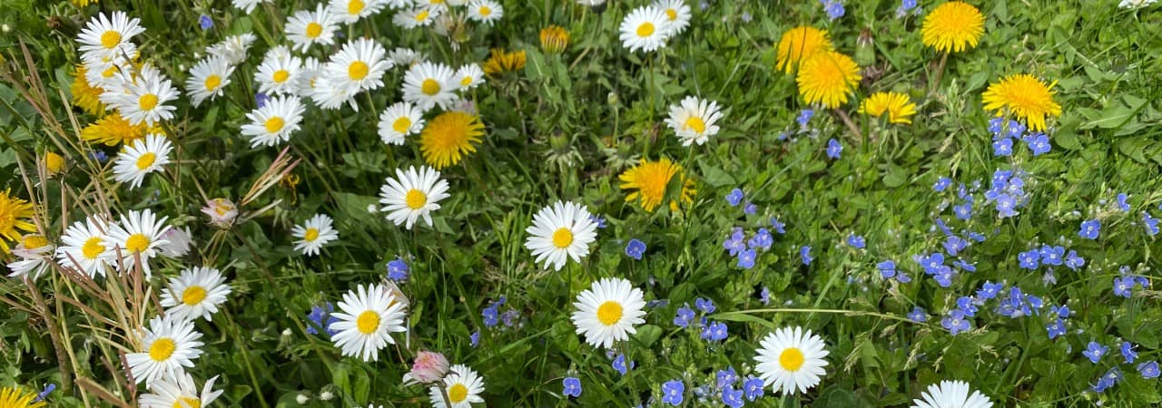 verschiedene, einheimische blühende Blumen in einem Naturrasen.
